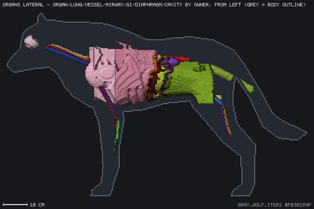 Wolf anatomy render