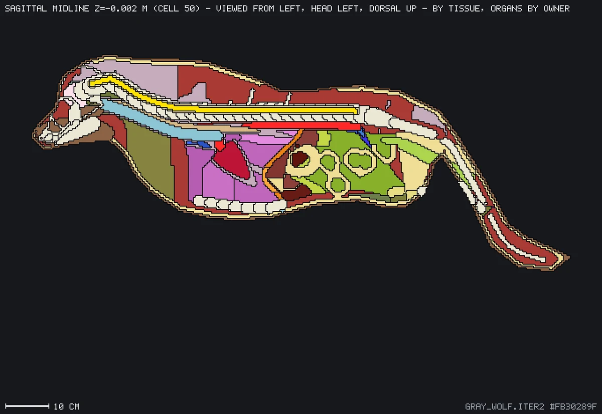 Wolf sagittal anatomy section